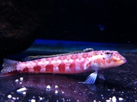 Romsey world Of Water : Full Marine Livestock List 14/12/14