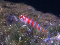 Romsey world Of Water : Full Marine Livestock List 14/12/14