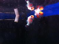 Romsey world Of Water : Full Marine Livestock List 14/12/14