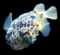 Romsey world Of Water : Full Marine Livestock List 14/12/14