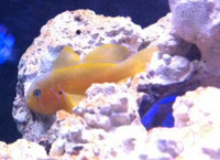 Romsey world Of Water : Full Marine Livestock List 14/12/14