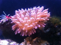 Romsey world Of Water : Full Marine Livestock List 14/12/14