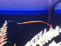 Romsey world Of Water : Full Marine Livestock List 14/12/14