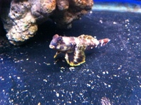 Romsey world Of Water : Full Marine Livestock List 14/12/14