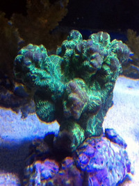 Romsey world Of Water : Full Marine Livestock List 14/12/14