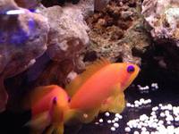 Romsey world Of Water : Full Marine Livestock List 14/12/14