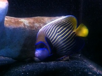 Romsey world Of Water : Full Marine Livestock List 14/12/14