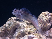Romsey world Of Water : Full Marine Livestock List 14/12/14