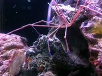 Romsey world Of Water : Full Marine Livestock List 14/12/14