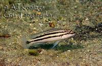 Good home wanted for Tanganyikan Cichlids