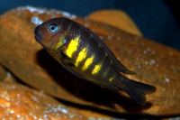 Good home wanted for Tanganyikan Cichlids