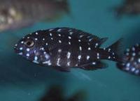 Good home wanted for Tanganyikan Cichlids