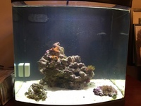 Marine Fish in 55L Marine Saltwater Tank - with all equipment
