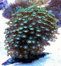 Romsey world Of Water : Full Marine Livestock List 14/12/14