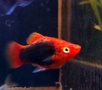 Romsey World Of Water: Full Tropical Livestock 21/12/14