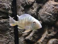 Romsey World Of Water: Full Tropical Livestock 21/12/14