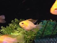 Romsey World Of Water: Full Tropical Livestock 21/12/14
