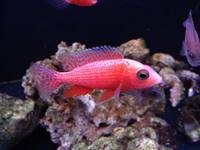 Romsey World Of Water: Full Tropical Livestock 21/12/14