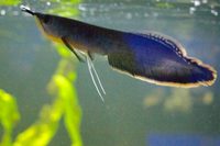 Fish livestock list updated 31/08/18 World of Water Crawley, West Sussex (APC delivery available)