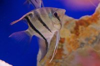 Fish livestock list updated 31/08/18 World of Water Crawley, West Sussex (APC delivery available)