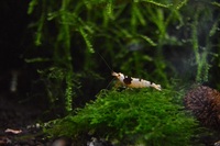 10 x black crystal shrimp £15