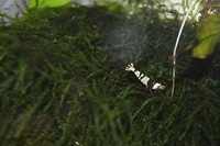 10 x black crystal shrimp £15