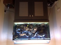 4x2x2 coral reef aquarium, full set up , fish , inverts, live rock