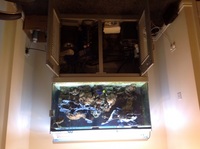 4x2x2 coral reef aquarium, full set up , fish , inverts, live rock