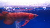 SUPER RED AROWANA FROM INDONESIA AWARD WINNING REDS