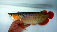 SUPER RED AROWANA FROM INDONESIA AWARD WINNING REDS
