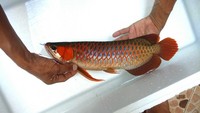 SUPER RED AROWANA FROM INDONESIA AWARD WINNING REDS