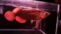 SUPER RED AROWANA FROM INDONESIA AWARD WINNING REDS