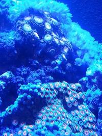 Pulsing xenia frags, RSM zoas on small pieces of rock