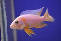 Copadichromis virginalis firecrest