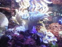 Live corals, Inverts, Live rock, in Complete Marine Tank