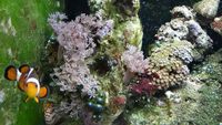 marine fish, inverts in tank full setup