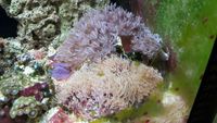 marine fish, inverts in tank full setup