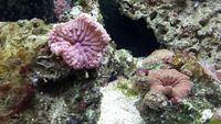 marine fish, inverts in tank full setup