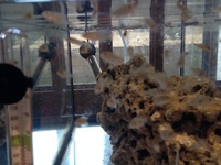 Red Empress Fry and Baenschi Benga Fry For Sale