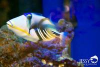 New Marine Fish Stock at Jessy Aquarium