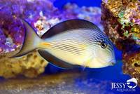 New Marine Fish Stock at Jessy Aquarium