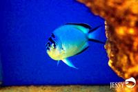 New Marine Fish Stock at Jessy Aquarium