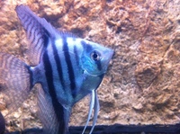 Romsey World Of Water: New Tropical Livestock 02/02/15