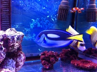 BLUE TANG / REGAL TANG XXL Easter Half Term Special Price