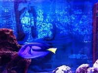 BLUE TANG / REGAL TANG XXL Easter Half Term Special Price
