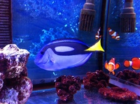 BLUE TANG / REGAL TANG XXL Easter Half Term Special Price