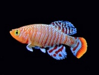 New stock list