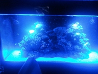 Complete marine aquarium aprox 1000 ltr.