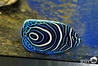 New Marine Fish Stock at Jessy Aquarium