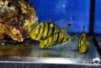 New Marine Fish Stock at Jessy Aquarium